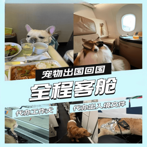 佛山宠物托运到白俄罗斯宠物入境规定和要求